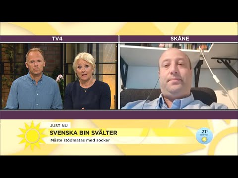 Biodlaren larmar: ”Kommer det inte vatten nu så har vi snart inga bin kvar” - Nyhetsmorgon (TV4)