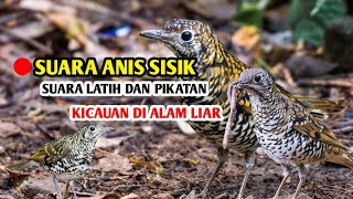 Download lagu Kicauan Anis Sisik || Burung Hutan yang Susah di Jumpai mp3