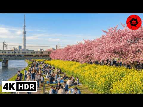 FIRST Cherry Blossoms in Tokyo 2026! Kawazu Sakura Walking Tour - 4K HDR