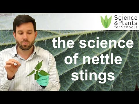 How do stinging nettles sting you? - practical biology experiment 🌵🧪