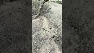 Field Mouse Highway #mouse #mice #arizona