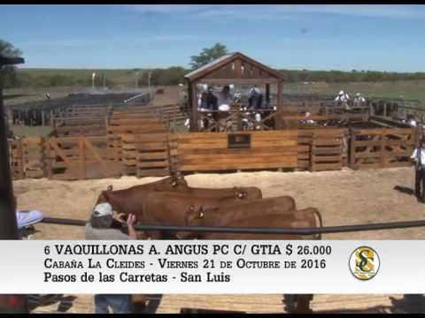 21-10-16 Venta de Vaquillonas Angus P.C - Cabaña La Cleides - Paso del las Carretas (San Luis)