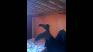 Shimmy shimmy shake shake shimmy shimmy shake shake