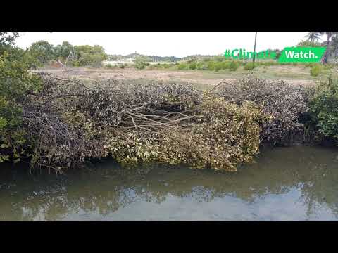 Save Our Mangroves! | අපේ කඩොලාන සුරකිමු! | கண்டல் காடுகளை காப்போம்!