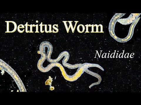 Detritus Worm