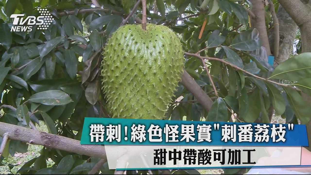 帶刺!綠色怪果實「刺番荔枝」 甜中帶酸可加工