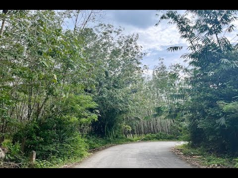 3+ Rai of Land for Sale Near Mai Khao Beach and Phuket International Airport