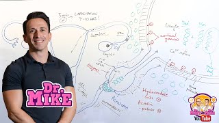 Capacitation & Acrosome Reaction | Fertilisation