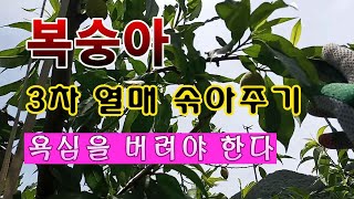 [텃밭농부 1,473]  복숭아 열매 3차로 마지막 솎아 주기. 욕심을 버려야. #복숭아재배