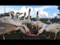 GEESE Feeding Time On The Farm
