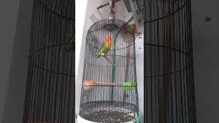 Download lagu pancingan lovebird ngekek panjang mp3 Download lagu pancingan lovebird ngekek panjang mp3