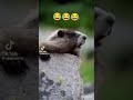 Kuddus Funny Like Share