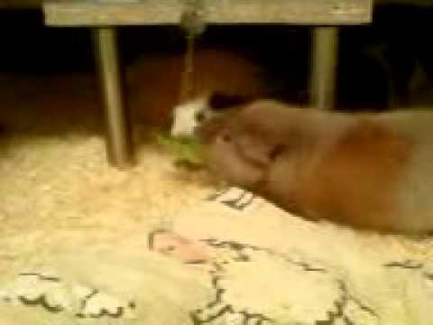 Dinner a la Charakterschwein