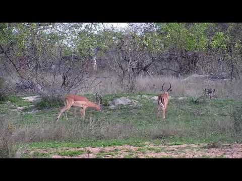 Djuma: Impalas with two males sparring - 14:52 - 10/08/20