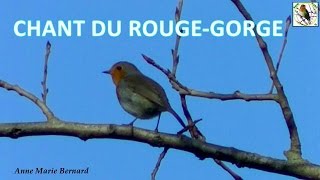preview picture of video 'Chant du Rougegorge dans le Puy de Dôme'