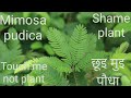 Touch Me Not Plant Sensitive Plant Shame Plant Mimosa Pudica Chui Mui Plant छुइ मूइ