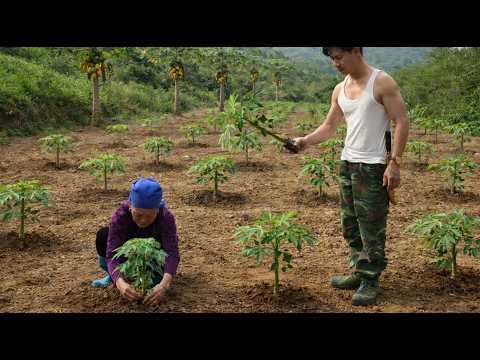 Grandma and Trieu Khang plant hope for a bountiful year