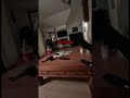 His Dog Protected Him From A Ghost Scary Paranormal