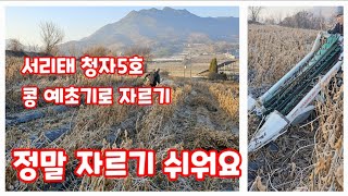 서리태 청자5호 검은콩 수확전  예초 작업 콩 예초기로 자연특별시괴산 [콩재배방법]
