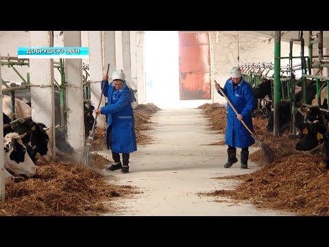 Многодетные матери из Украины нашли работу и приют в Добрушском районе видео