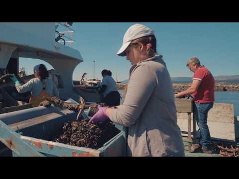 El mejillon de Galicia - OPMEGA