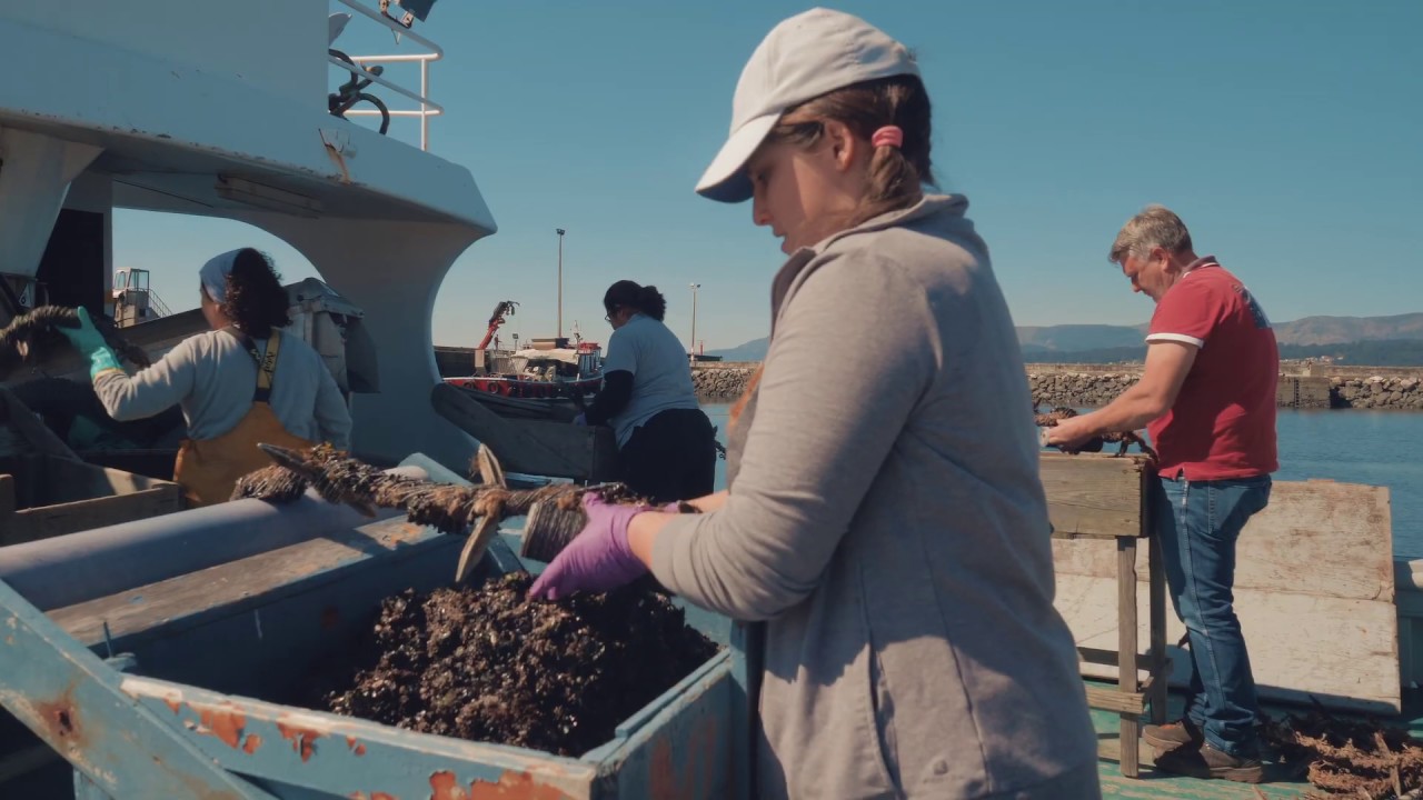 El mejillon de Galicia - OPMEGA