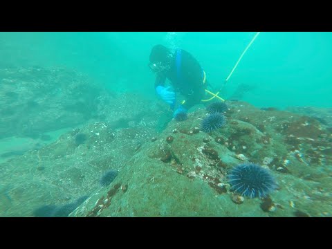 The purple urchin problem: Who ate all the kelp?