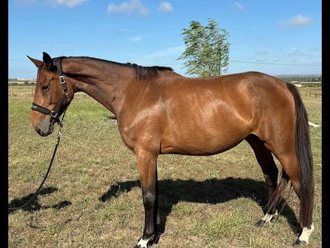 Kadmelia l’aisy ☆ DIAMANT DE SEMILLY x DOLLAR DU MURIER - Video 10 video thumbnail