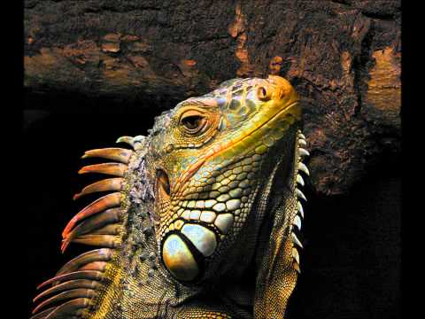 Mauro Picotto - Iguana (Joint Operations Centre Remix)