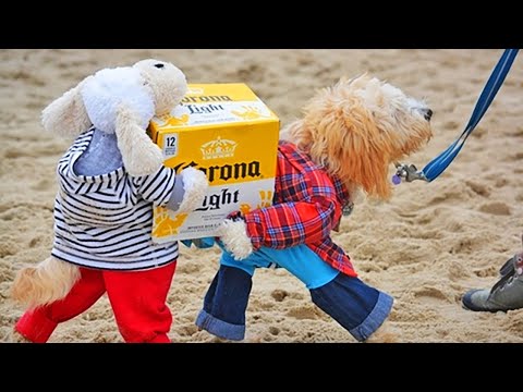 Funniest DOGS IN COSTUMES 2022 [Funny Pets]