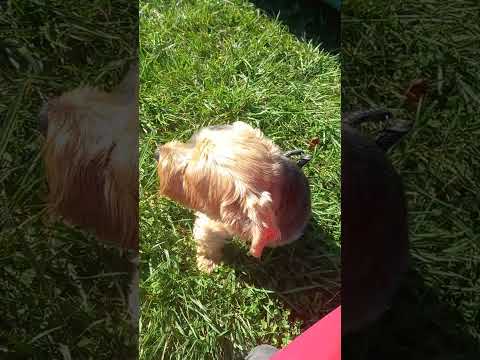 Kabát - Skrblík tedy víceméně Prajzák (2/10/23)