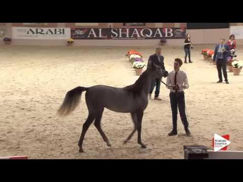N.14 LB AURORA - Milan 2016 - Yearling Fillies (Class 1B)