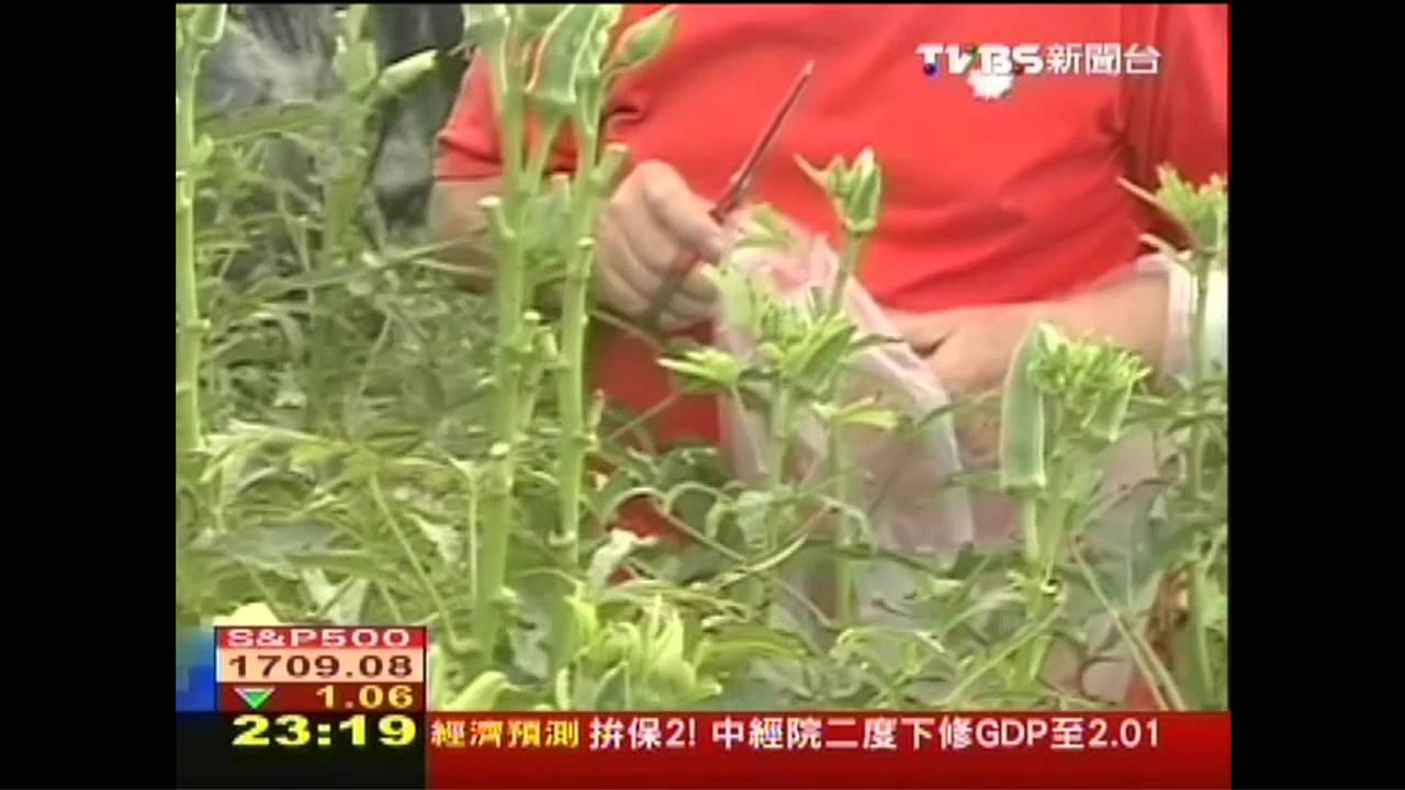 6年僅78張! 「梅花卡」永留台不得任公職