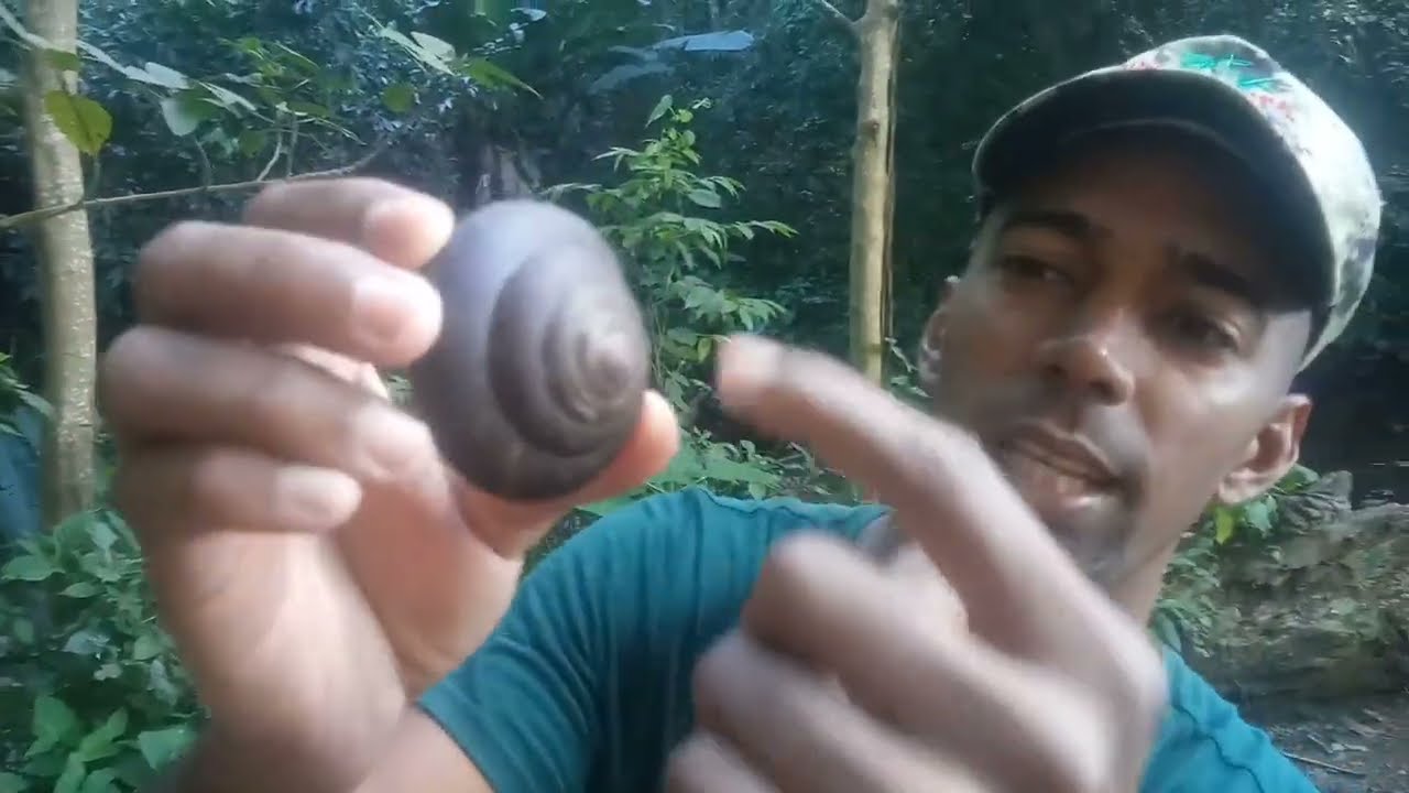 CARACOL MOLUSCO