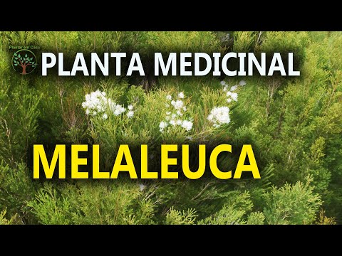 , title : 'Melaleuca conheça e Entenda no Sítio das Melaleucas em Ibiuna SP'
