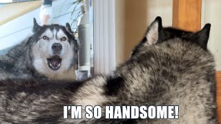 Caught My Husky Talking To Himself in The Mirror!