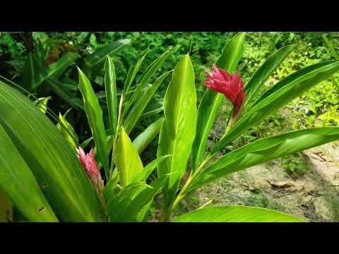 Cưới nhau ngày tết Sheet - Thanh Việt