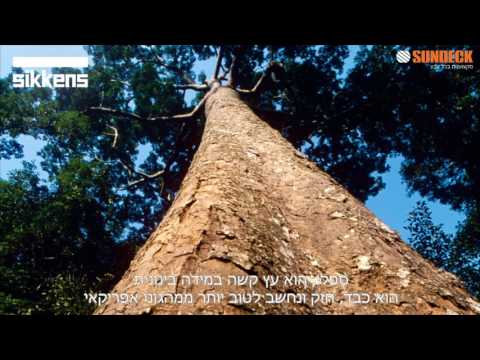המדריך המקיף לטיפול ולצביעת עץ - פרק 2 - סקירת סוגי העץ השונים 