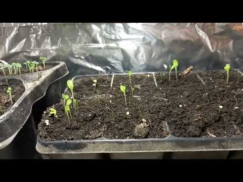 06. Palánta nevelő január végén