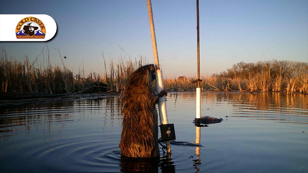 Wiebe Trapline Adventures S2/E4 - Mark & guests SD Muskrat 2 of 2