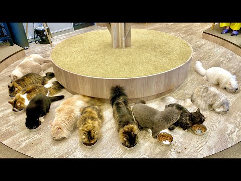 Great relief for stress with 24 cats (2022) Shibuya Cat Cafe Tokyo