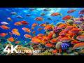 AQUARIUM 4K ULTRA HD Beautiful Fish Swimming Colorful Sea Life Video Deep Sleep Music 36