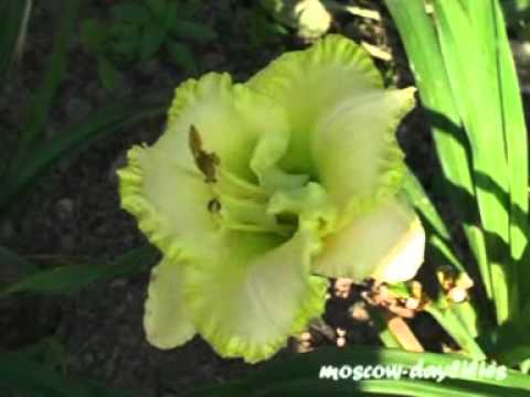 GREEN MYSTIQUE