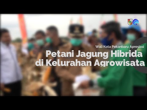 Wali Kota Apresiasi Petani Jagung Hibrida di Kelurahan Agrowisata
