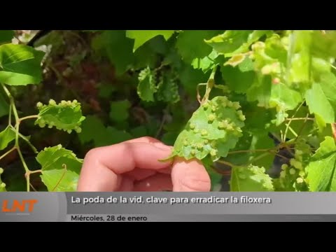 La poda de la vid, clave para erradicar la filoxera