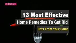 13 Effective Home Remedies To Get Rid Of Rats From Your Home