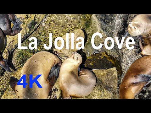 Coastal Oasis - A Drone's Eye View of Seals and Sea Lions at La Jolla Cove Full Version 4K
