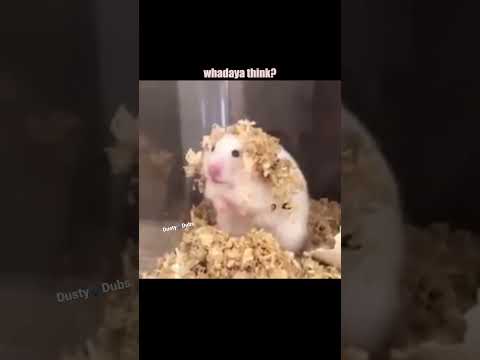 “Oh, Christian!” (????: unknown) #repost #hamster #flirt #weave #shorts
