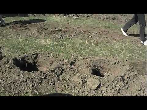 Livezile Timis Plantari 2012-3