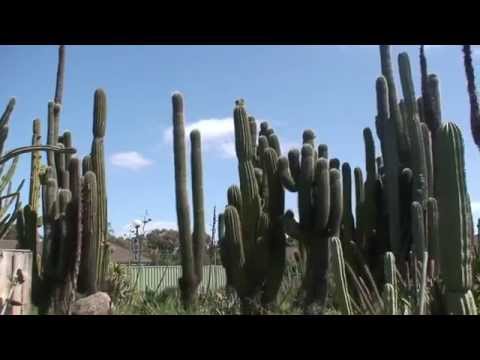 Giant Cacti of Bendigo